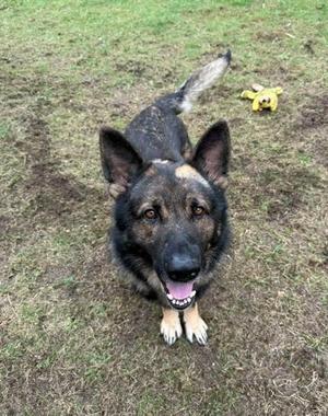 A German Shepherd dog sitting on grass with a yellow toy in the background.