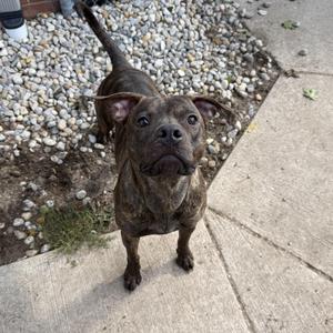 Turbo, American Staffordshire Terrier, young, available for adoption
