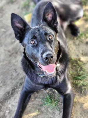 A black dog with pointed ears and a pink tongue sticking out, looking up at the camera.
