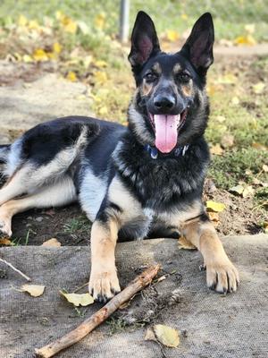 Dune, German Shepherd Dog Mix, young, available for adoption
