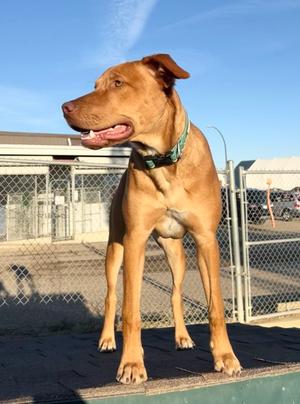 Neo, Boxer Mix, young, available for adoption