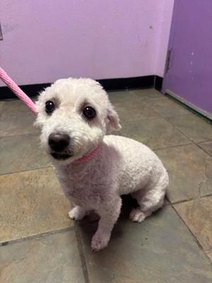 A small white dog with a pink collar and leash, sitting on a tiled floor in a room with purple walls.