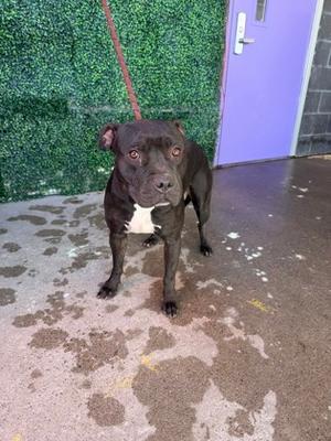 61800643, American Pit Bull Terrier Mix, young, available for adoption