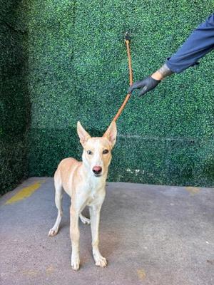 61765339, Golden Retriever Mix, young, available for adoption
