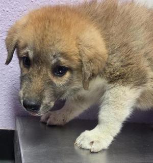61761784, German Shepherd Dog Mix, puppy, available for adoption