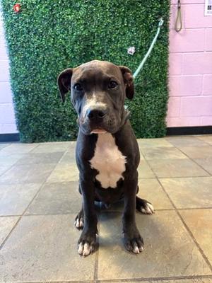 61466118, Bully American  - Standard Mix, puppy, available for adoption