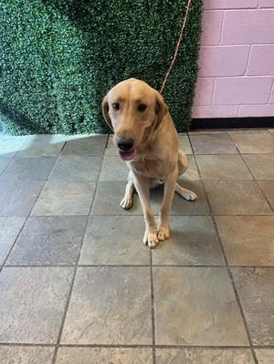 61771727, Golden Retriever Mix, young, available for adoption