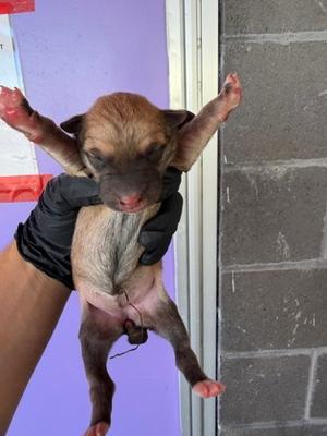 61804084, Border Collie Mix, puppy, available for adoption
