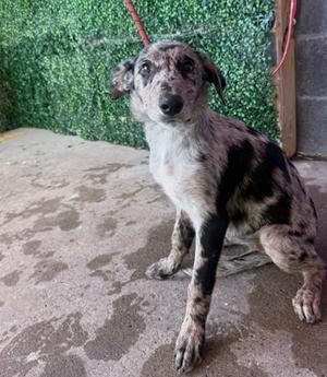 61800974, Australian Cattle Dog Mix, puppy, available for adoption