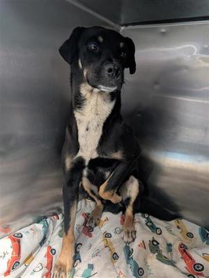 61805150, German Shepherd Dog Mix, adult, available for adoption