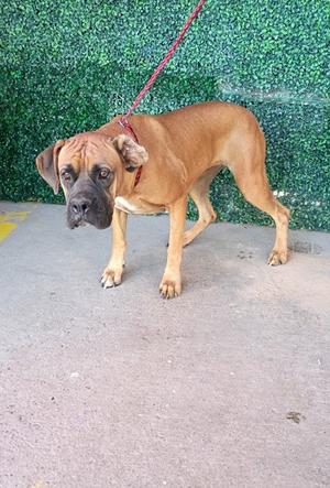 61807437, Boxer Mix, adult, available for adoption