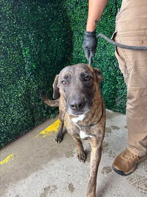 61773374, Mixed Breed, adult, available for adoption