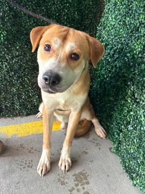61722271, Mixed Breed, young, available for adoption