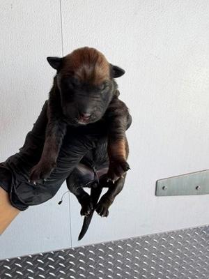 61804087, Border Collie Mix, puppy, available for adoption