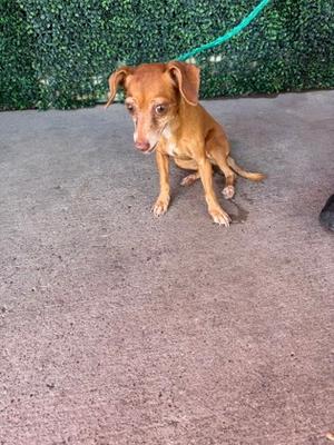 A small brown dog sitting on a concrete surface with a green leash attached to its collar, against a backdrop of a green hedge.