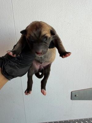 61804085, Border Collie Mix, puppy, available for adoption