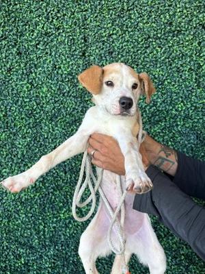 61587822, Mixed Breed, puppy, available for adoption