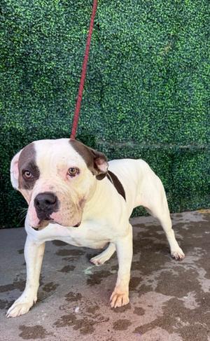 61800644, Bulldog Mix, young, available for adoption