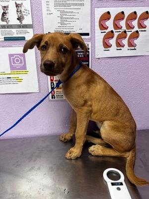 61640428, Mixed Breed, puppy, available for adoption