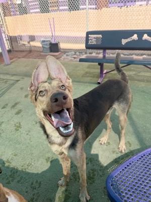 A happy dog with floppy ears and a wide smile, standing on a green surface in an outdoor area with a bench and fence in the background.