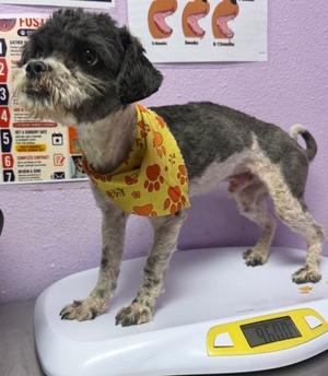 61804222, Mixed Breed, adult, available for adoption