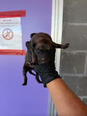 61805886, Border Collie Mix, puppy, available for adoption