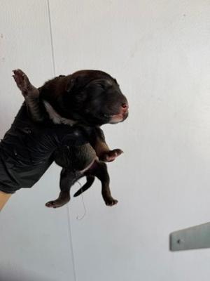 61805819, Border Collie Mix, puppy, available for adoption