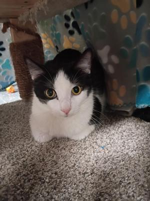 Winston Churchill, young, available for adoption