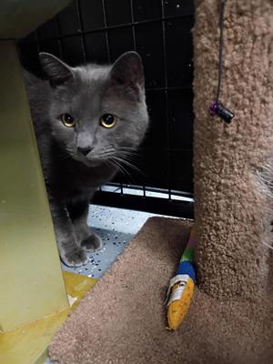 Cubby, adult, available for adoption