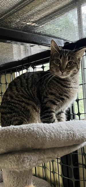 Jelly, adult, available for adoption