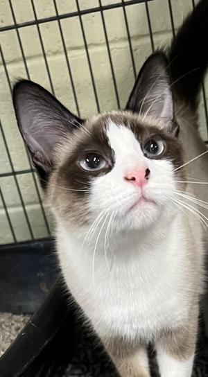 Bella, young, available for adoption