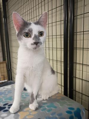 Lilly Bet, adult, available for adoption