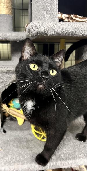 Shadow, adult, available for adoption