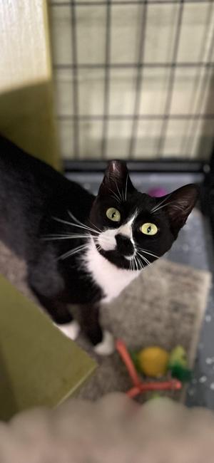 Rosie, adult, available for adoption