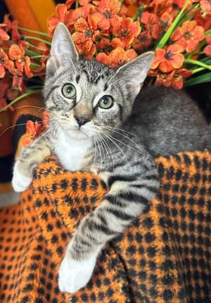 4/9/26 Jackson, kitten, available for adoption