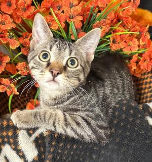 5/1/26 Tulio, kitten, available for adoption