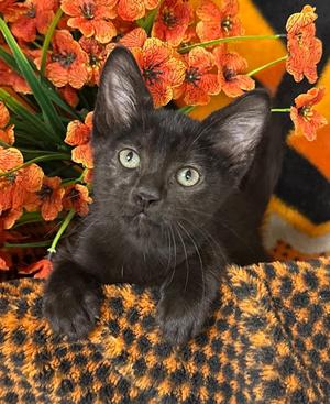 3/25/26 Sturgis, kitten, available for adoption