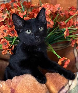 (SA) 6/23/26 Button, kitten, available for adoption