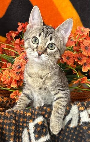 4/26/26 Caroline, kitten, available for adoption