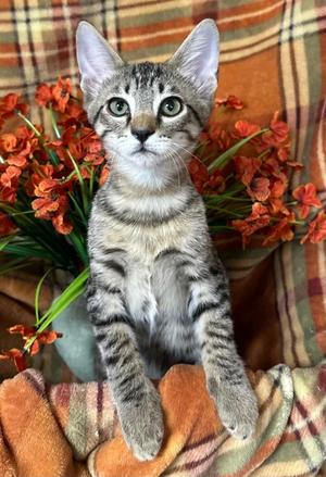 5/10/26 Ringo, kitten, available for adoption