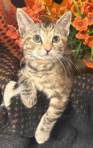 (AB) 8/6/26 Athena, kitten, available for adoption