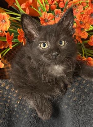 (SS) 9/8/26 Newt, kitten, available for adoption