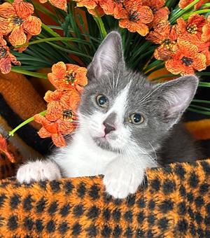 4/19/26 Lychee, kitten, available for adoption