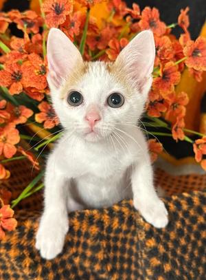 3/20/26 Tam, kitten, available for adoption