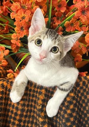 3/11/26 Brycely, kitten, available for adoption