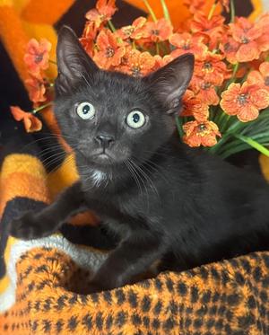 5/1/26 Miguel, kitten, available for adoption