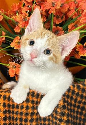 4/19/26 Fig, kitten, available for adoption