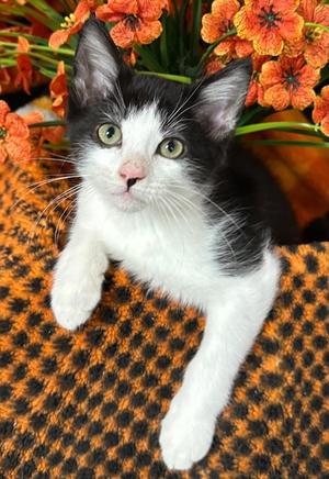 4/1/26 Dewey, kitten, available for adoption