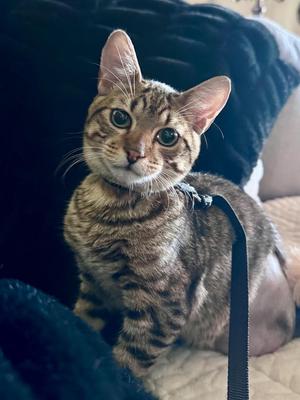 (SF) 4/20/26 Mikey, kitten, available for adoption