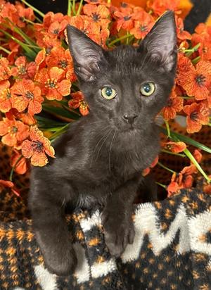 5/12/26 Venice, kitten, available for adoption